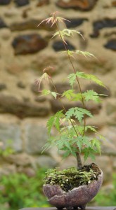 Composition_acer_arabis