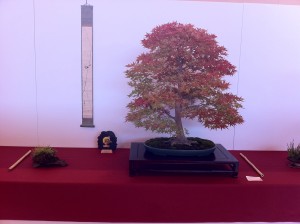 Momiji_san_bonsaiautumn2011_Xavier_Dreux