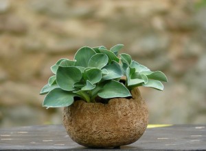 hosta_blue_mouse_ears kusamono avec un Hosta Blue Mouse Ears