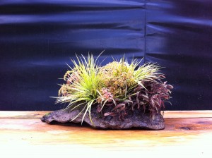 kusamono_bonsai_autumn2011