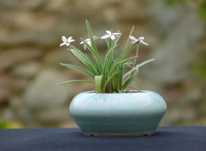 rhodohypoxis_hhpot