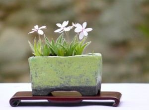 rodohypoxis1