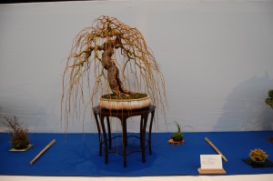 salix_simon_temblett_photo_antonin_ott_DSC_2095