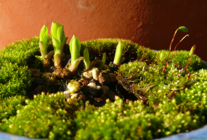 Hosta