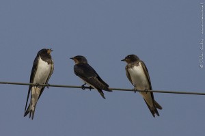 Hirondelle rustique Barn Swallow
