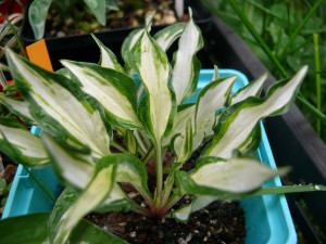 Hosta Crater's Heart