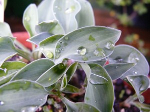 Hosta Popo et son feuillage bleu