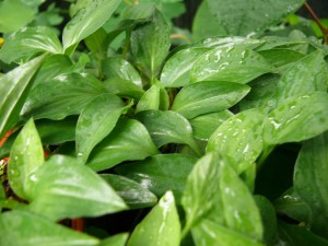 Hosta Gracillima