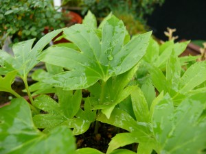 Mukdenia rossi