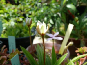 X Rhodoxis Hebron Farm Biscuit