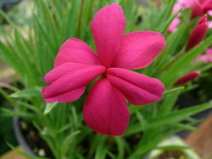 Rhodohypoxis P1130560-300x225