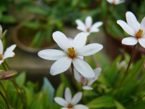 Rhodohypoxis Hebron Farm Biscuit Rhodohypoxis Hebron Farm Biscuit