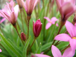 Rhodohypoxis P1130597-300x225