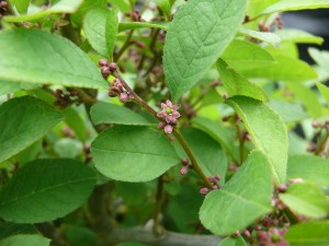 ilex serrata