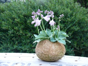 Hosta blue Mousse Ears dans un pot de John Pitt hosta