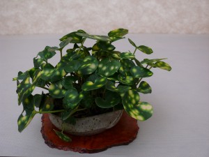 kusamono