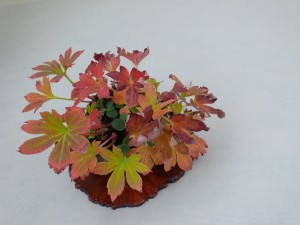 kusamono mukdenia rossi