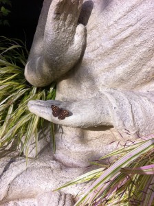 le papillon de bouddha