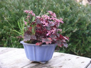 Saxifraga cortusifolia en kusamono