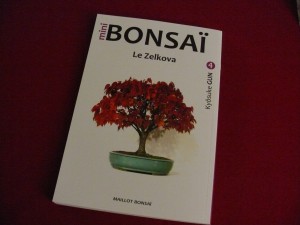 Mini-Bonsai Zelkova Kyosuke Gun
