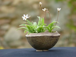 Rhodohypoxis_Hebron_Farm_Biscuit