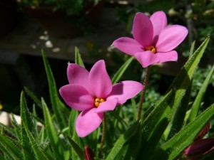 Rhodohypoxis Hebron Farm Cerise