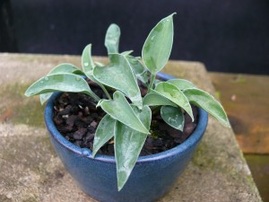 Hosta popo en kusamono