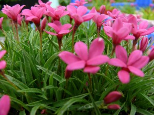 Rhodohypoxis deflexa