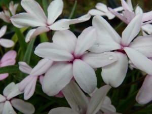 Rhodohypoxis