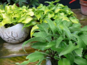 Hosta divers