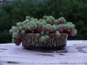 Sedum