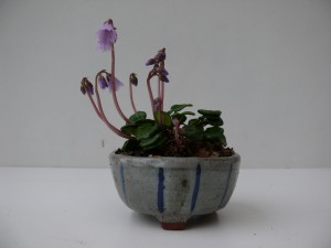 soldanella