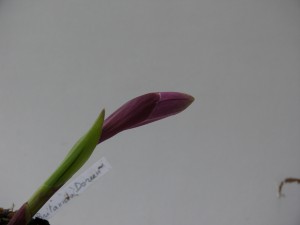 pleione_britania_doreen (5)