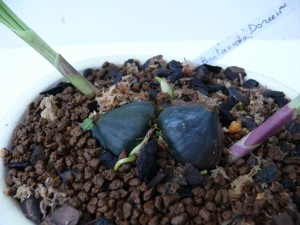 pleione_britania_doreen (6)
