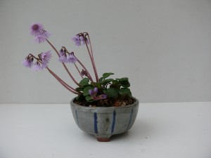 sodanella