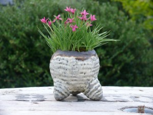 Rhodohypoxis deflexa Rhodohypoxis deflexa