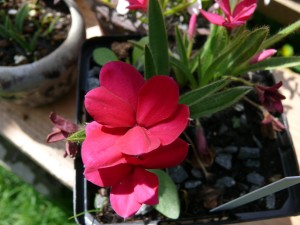 Rhodohypoxis Great Scott