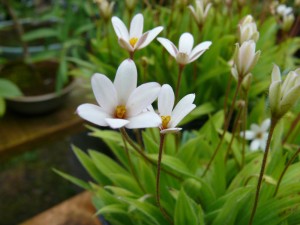 Rhodohypoxis_Hebron_Farm_Biscuit