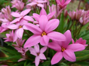 Rhodohypoxis_Hebron_Farm_Cerise_variete