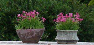 Rhodohypoxis_deflexa