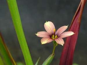 Sisyrinchium_biscutella_fleur_002 Fleur de Sisyrinchium biscutella