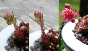 floraison de joubarbe