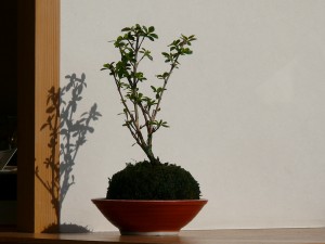 kokedama in Kyoto