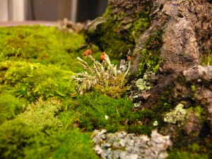 nebari_lichen_mousse mousse et lichen au pied d'un bonsai