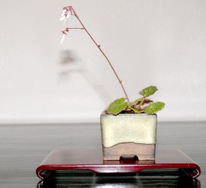 saxifrage Saxifragra stolonifera