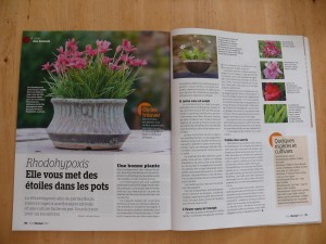Rhodohypoxis dans Esprit Bonsaï numéro 65
