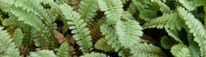 Leptinella kusamono
