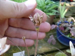 Fleurs fanées de rhodohypoxis
