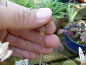 Fleurs fanées de rhodohypoxis