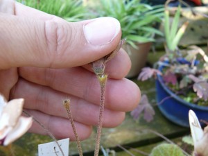 Graines des rhodohypoxis